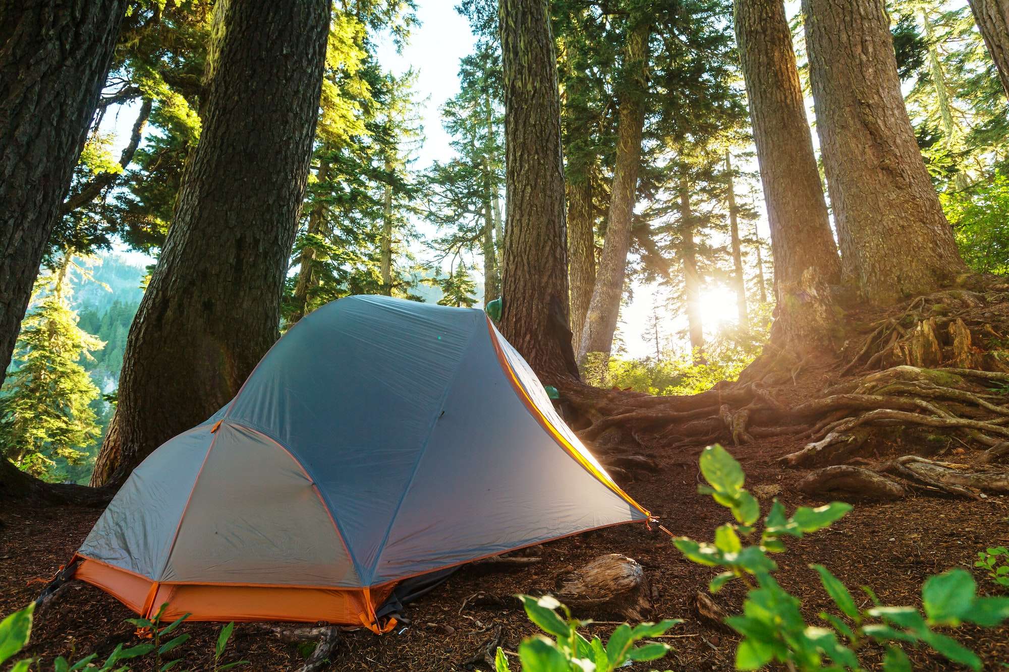A tent setup in a forest with the sun rising behind the tent, the future location of Wilderness Campgrounds