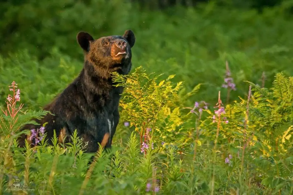 Black bear in wooded area with its nose to the air, Algonquin Park