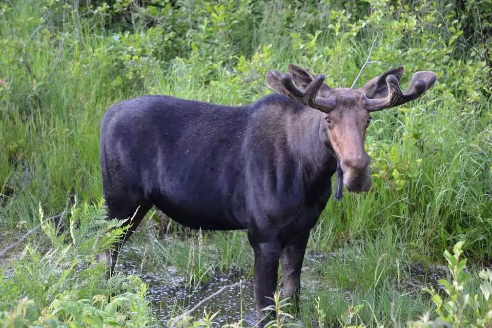 Head shot in profile of a bull moose standing in the grass woods in background.