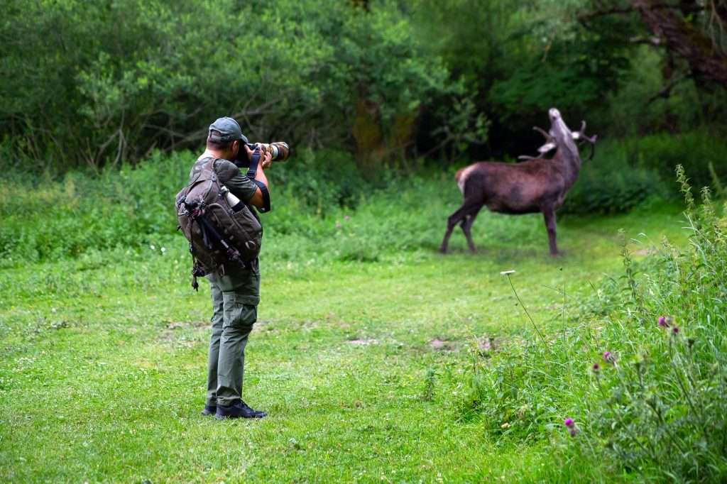 Wildlife photographer in the forest