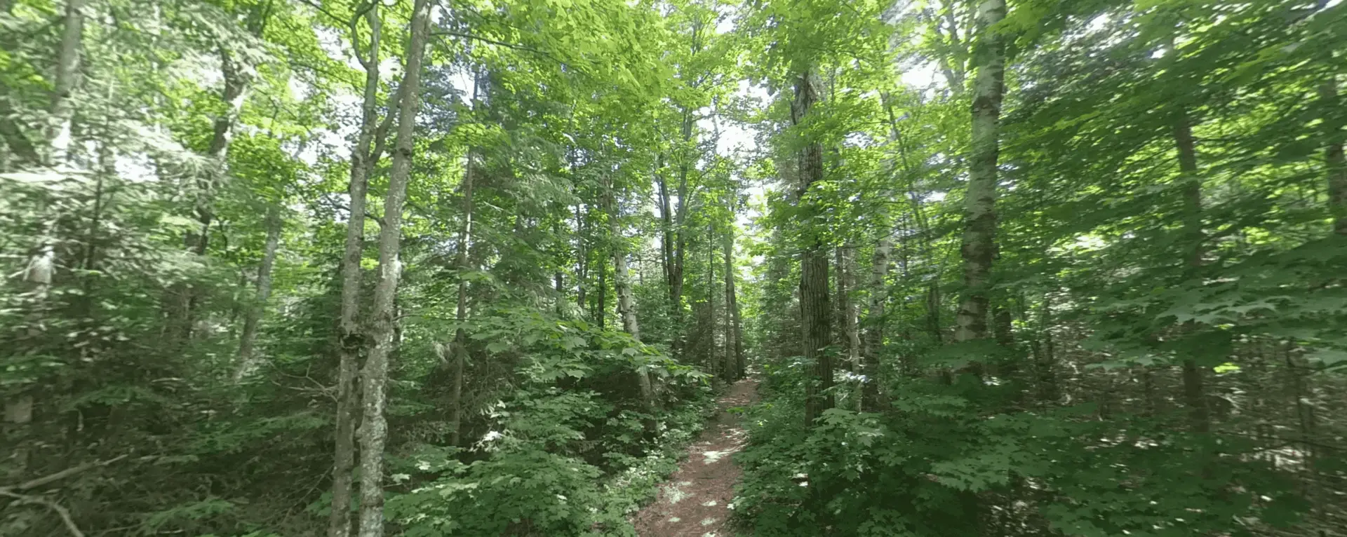 Algonquin Park Big Pines Trail Forest