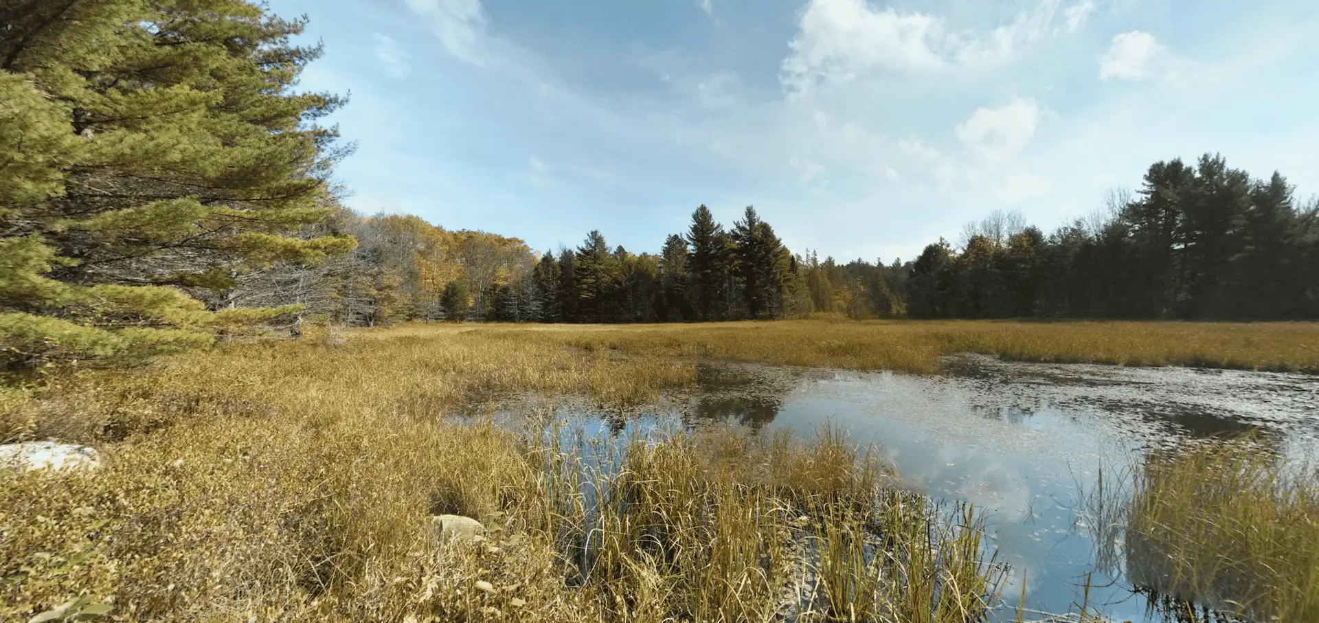 Algonquin Park Centennial Ridges Trail Bog