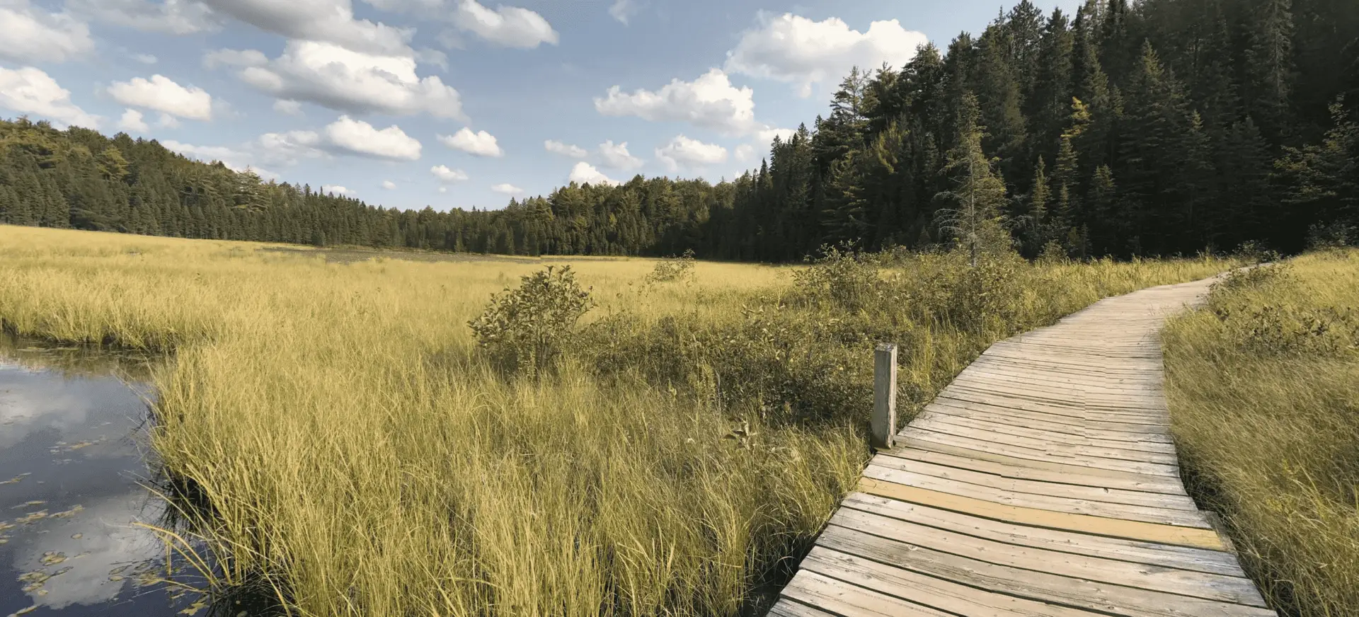 Algonquin Park Beaver Pond Trail Boardwalk