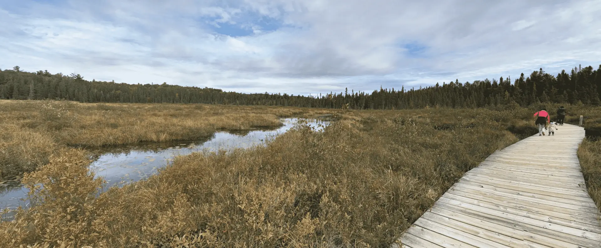 Algonquin Park Spruce Bog Boardwalk Trail