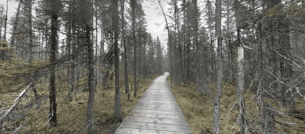 Algonquin Park Spruce Bog Boardwalk Trail Forest