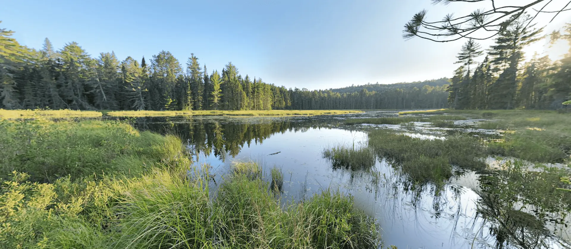 Algonquin Park Bat Lake Trail Bog