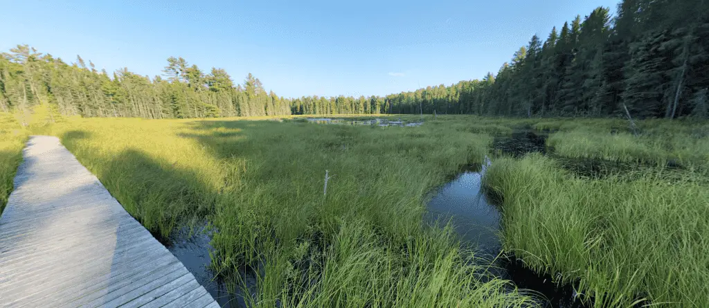 Algonquin Park Bat Lake Trail Boardwalk