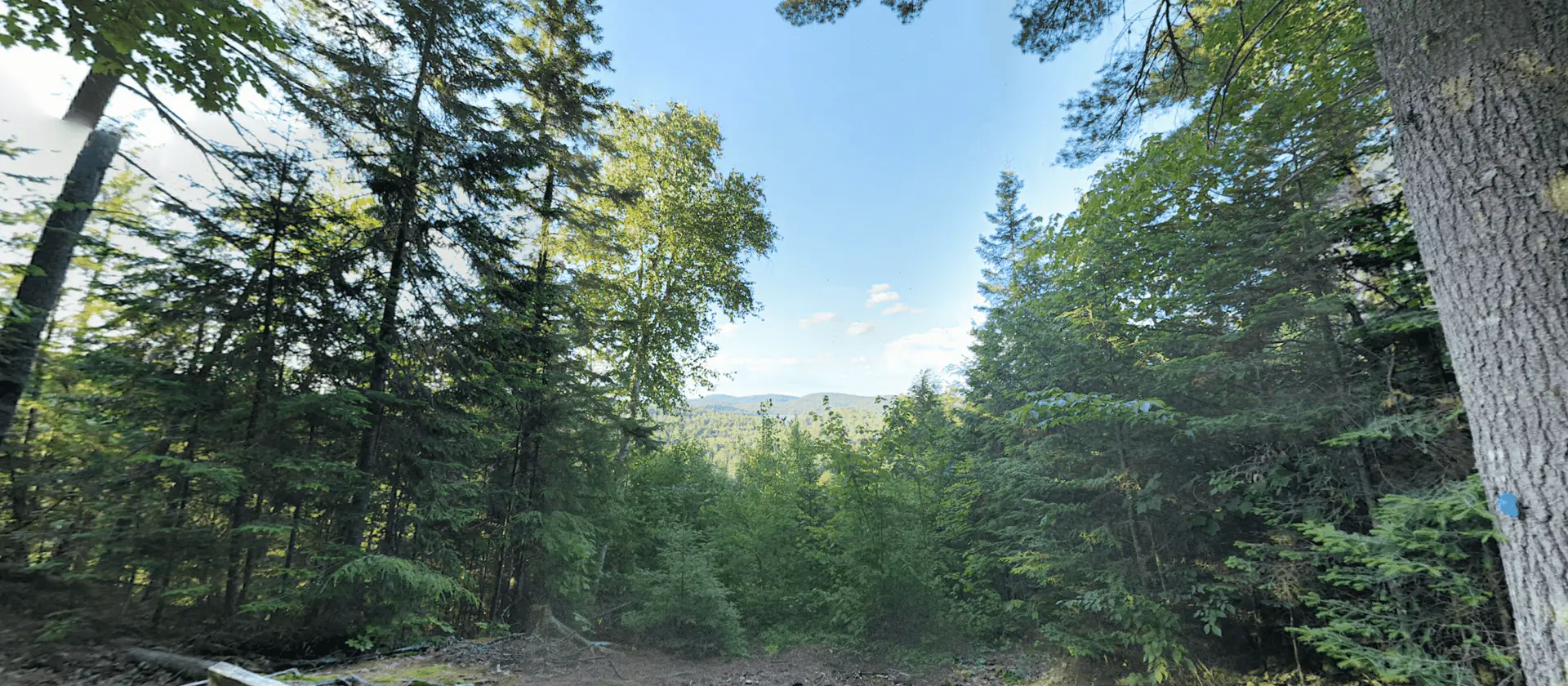 Algonquin Park Bat Lake Trail Lookout