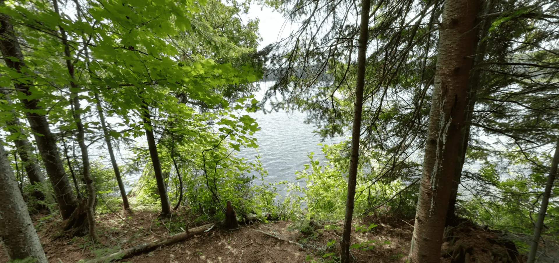 Algonquin Park Track & Tower Trail Cache Lake Lookout