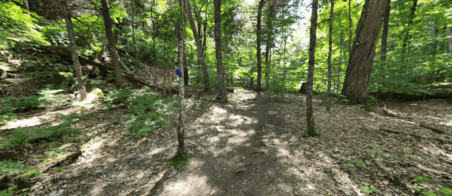 Algonquin Park Track & Tower Trail Forest