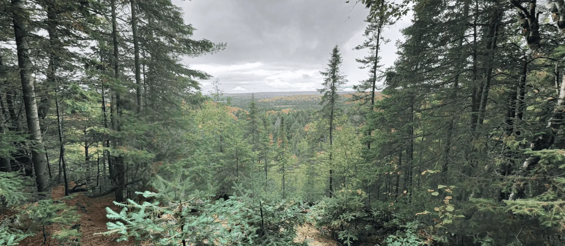 Algonquin Park Track & Tower Trail Lookout