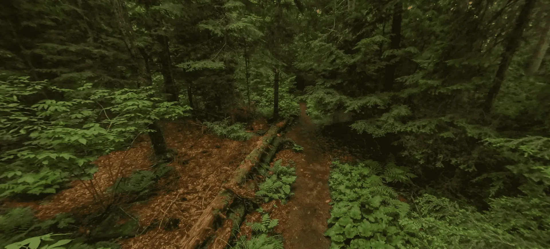 Algonquin Park Booth's Rock Trail Forest