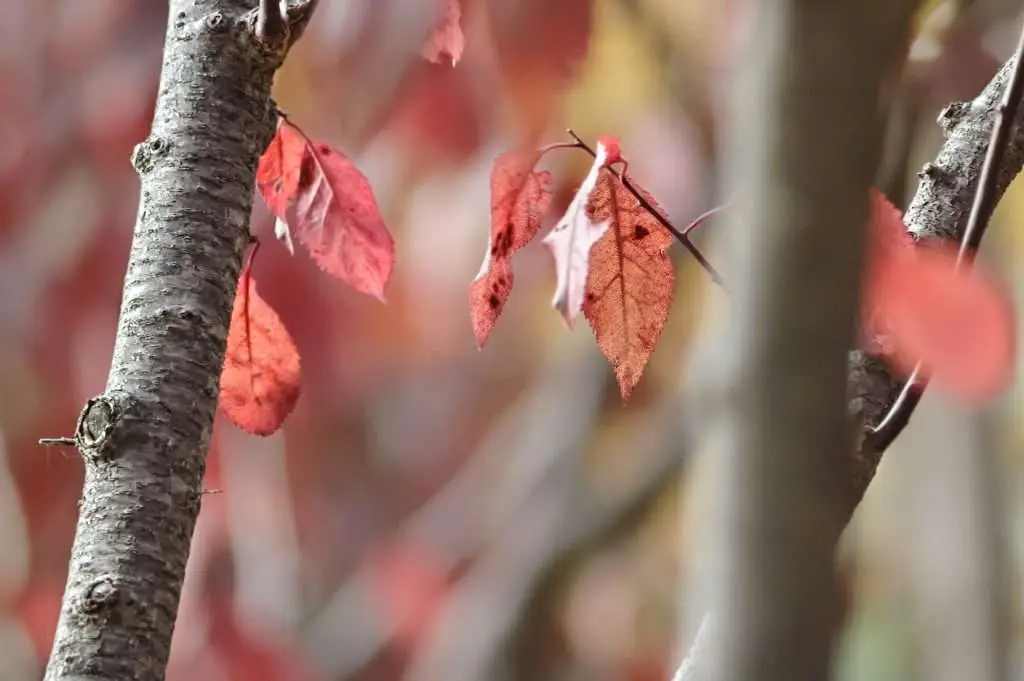 fall color