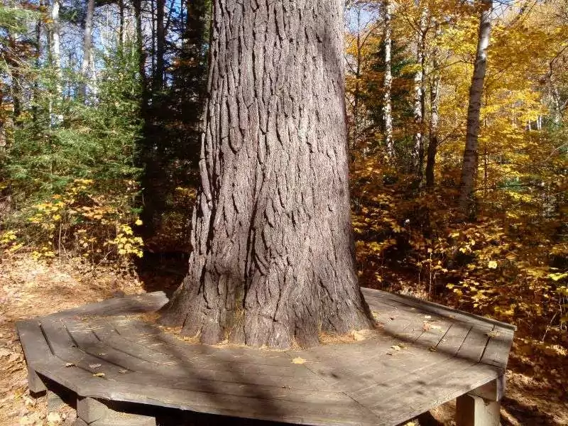 A tree stump surrounded by a bunch on Big Pines Hike, Algonquin Park, Ontario