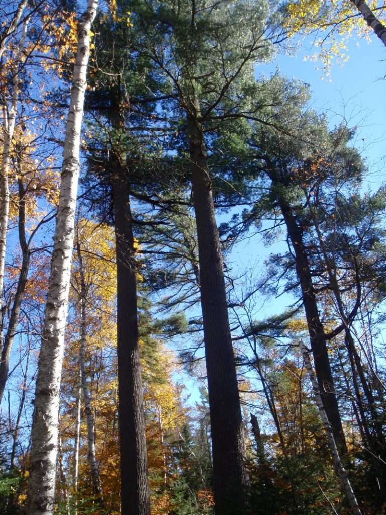 A large pine tree photo from the ground on Big Pines Hike, Algonquin Park