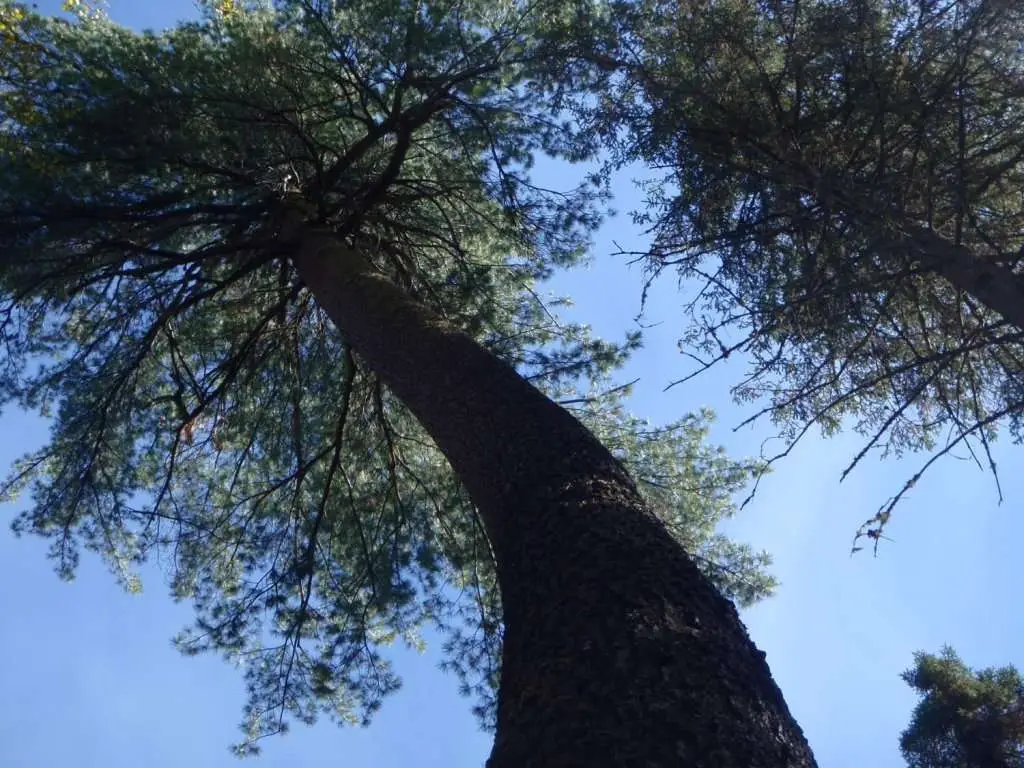 A massive pine tree shot from the trunk up on a blue sky day on Big Pines Trail in Algonquin Park