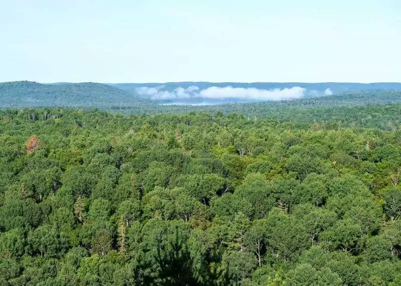 A view of the treetops from Lookout Trail in Algonquin Park