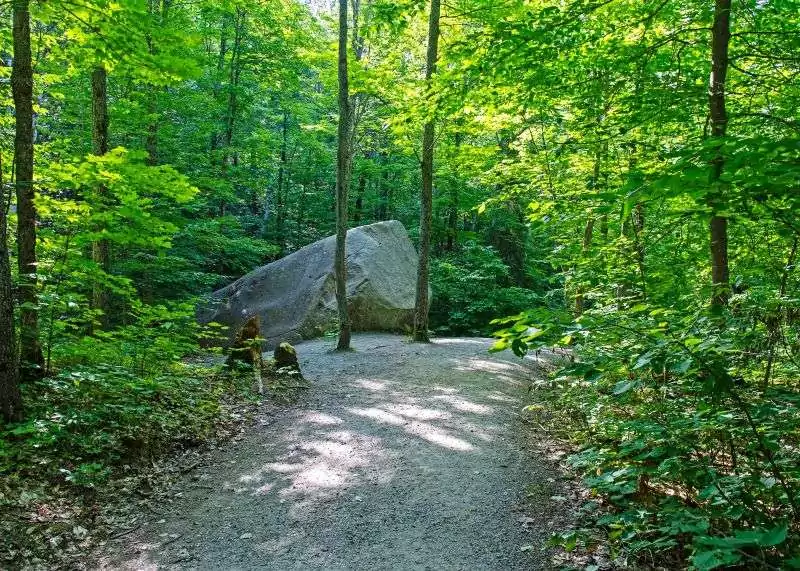 A gravel pathway with forest on each side, part of Lookout Trail, Algonquin Park