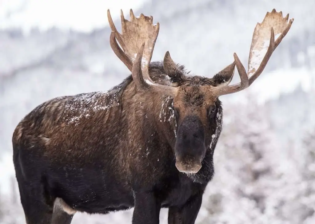 A Moose in Snow