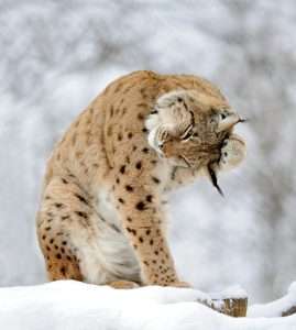 Lynx in winter