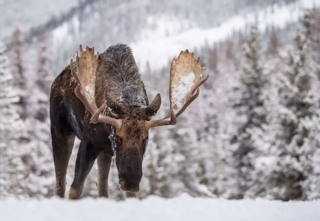 A Moose in Snow