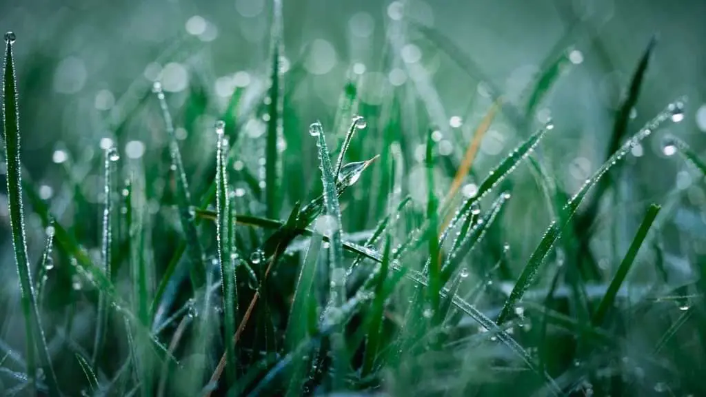 Close up of drops of dew on grass