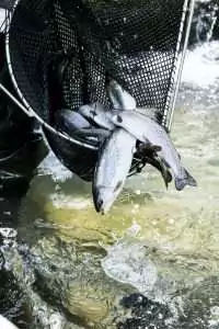 Close up of large fish net with freshly caught trout.