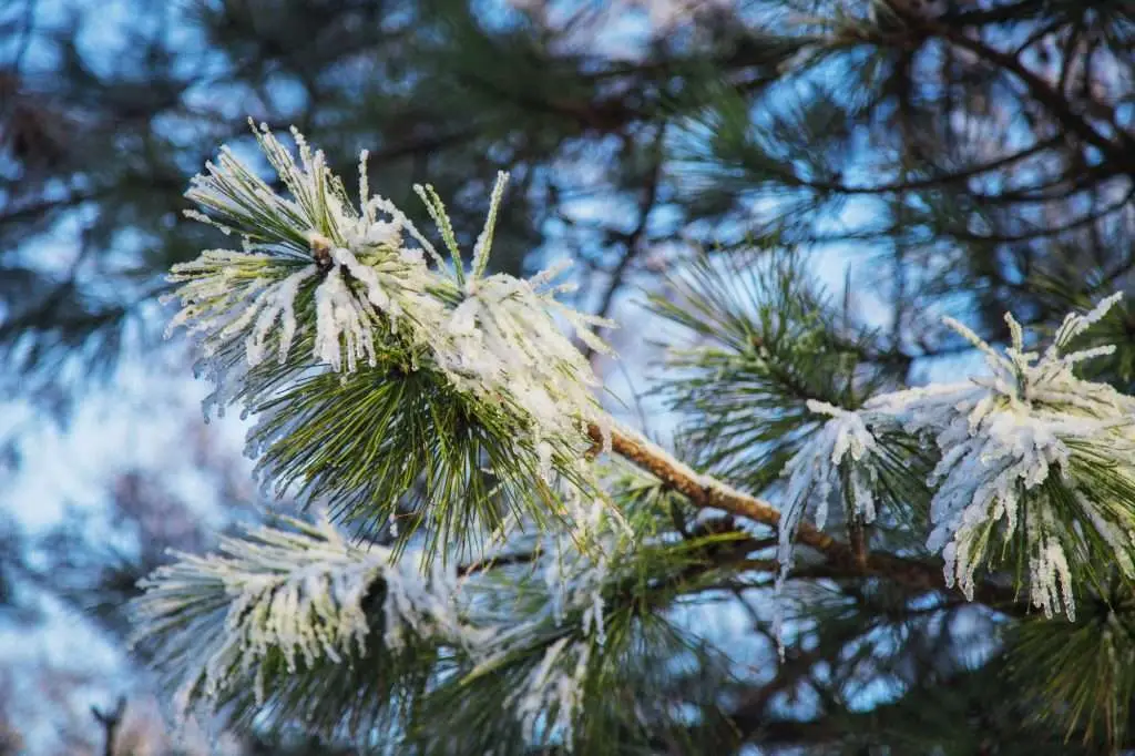 Frosty pine tree branch at daylight.