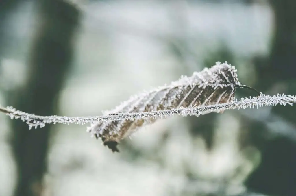 Frozen leaf