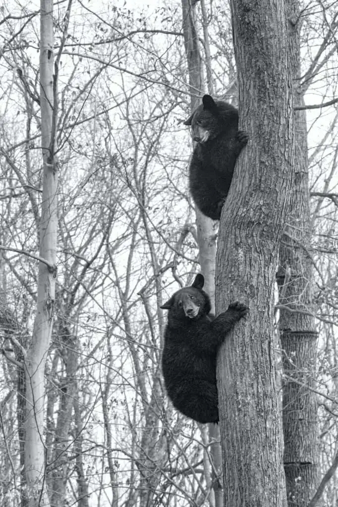 Grayscale shot of two young black bears climbing on a tree