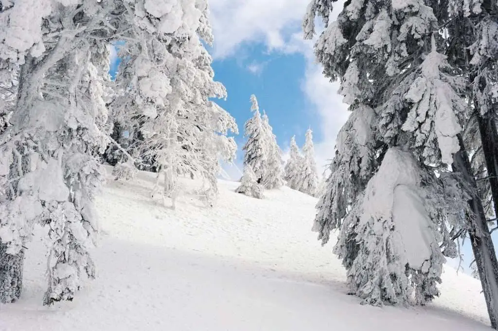 Heavy snow on trees