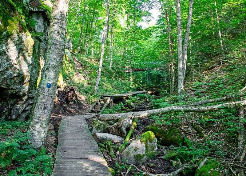 A trail boardwalk going through a lush forest on Bat Lake Trail, Algonquin Park