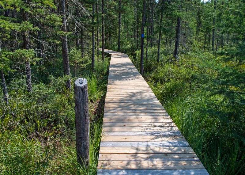 A board walk surrounded by lush greenery, seen from Bat Lake Trail in Algonquin Park