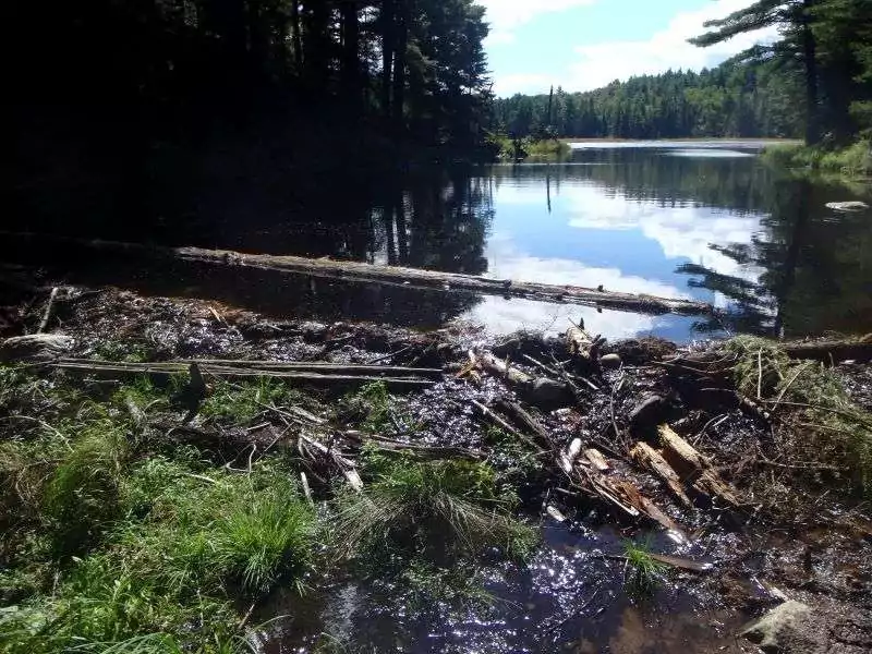 A beaver damn built at the end of a pond along Beaver Pond Trail in Algonquin Park