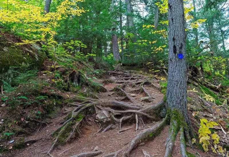 A trail with roots of trees making natural steps on Booths Rock Trail in Algonquin Park