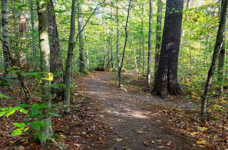 A dirt trail through a lush forest on Hardwood Lookout Trail in Algonquin Park