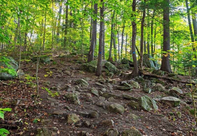 A dirt trail with stone and roots and upward elevation on Hardwood Lookout Trail, Algonquin Park