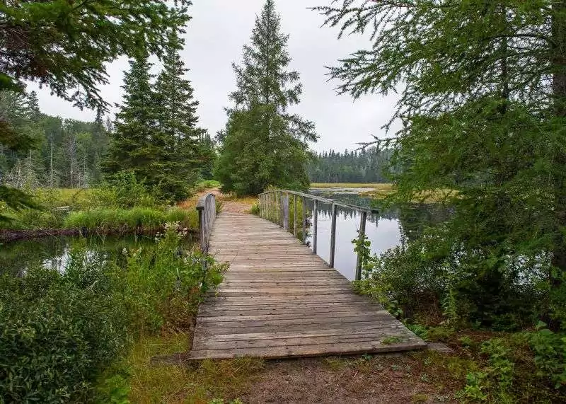 A wooden bridge crosses a pond with evergreens around on Mizzy Lake Trail in Algonquin Park