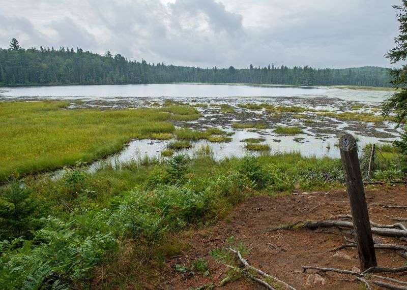 A swamping marsh on a cloudy day beside Mizzy Lake Trail in Algonquin Park