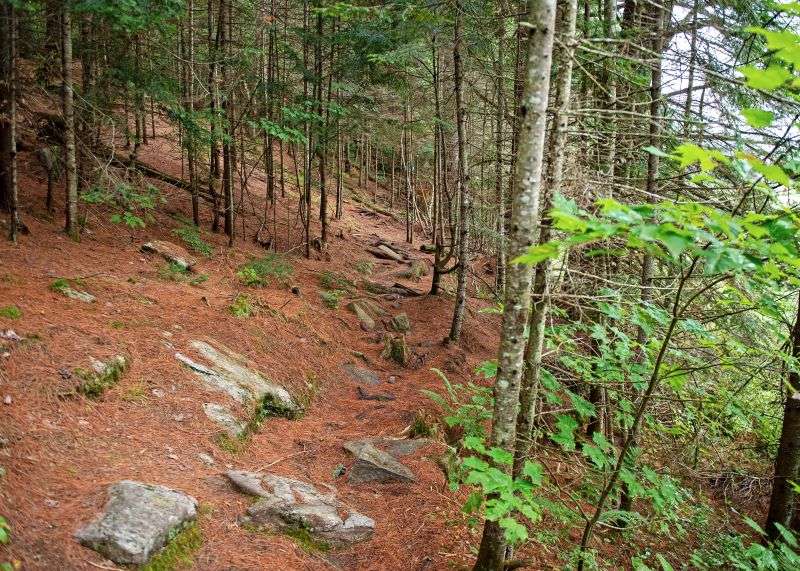 A trail with rocks along the path cuts through green forest on Mizzy Lake Trail in Algonquin Park