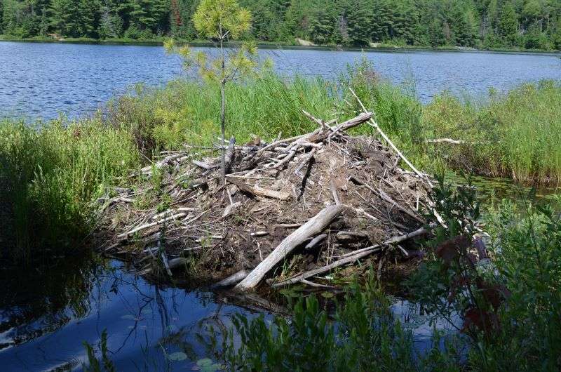 A beaver damn seen from Peck Lake Trail in Algonquin Park