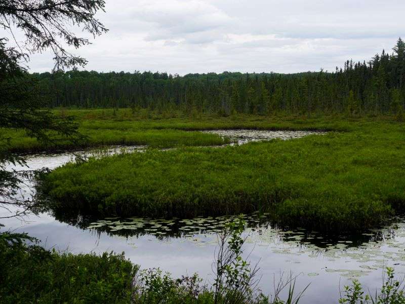 A winding stream cuts through a bog beside the path on Spruce Bog Boardwalk Trail in Algonquin Park