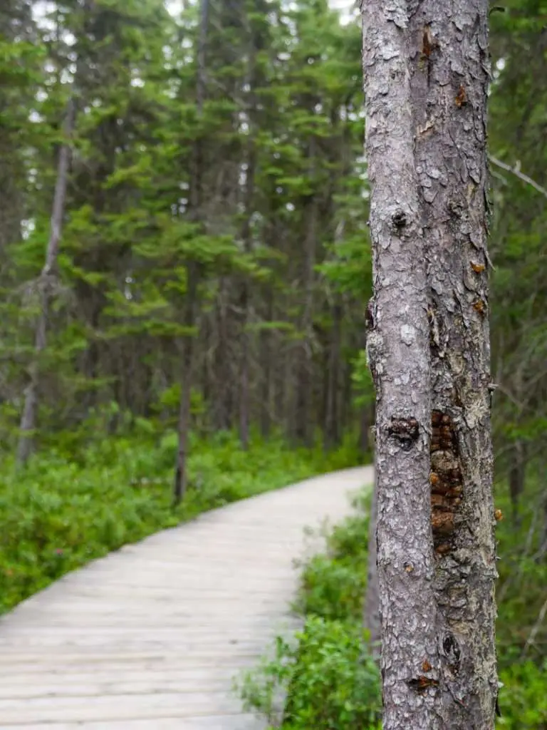 A wooden boardwalk surrounded by greenery and trees turns the corner behind some trees on Spruce Bog Boardwalk Trail in Algonquin Park