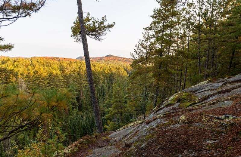 A lookout vantage point over the treetops on Two Rivers Trail, Algonquin Park