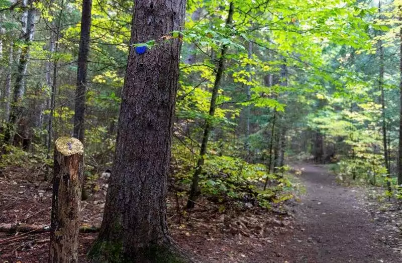 A trail in the middle of a green forest with a trail marker on the closest tree alongside Two Rivers Trail in Algonquin Park