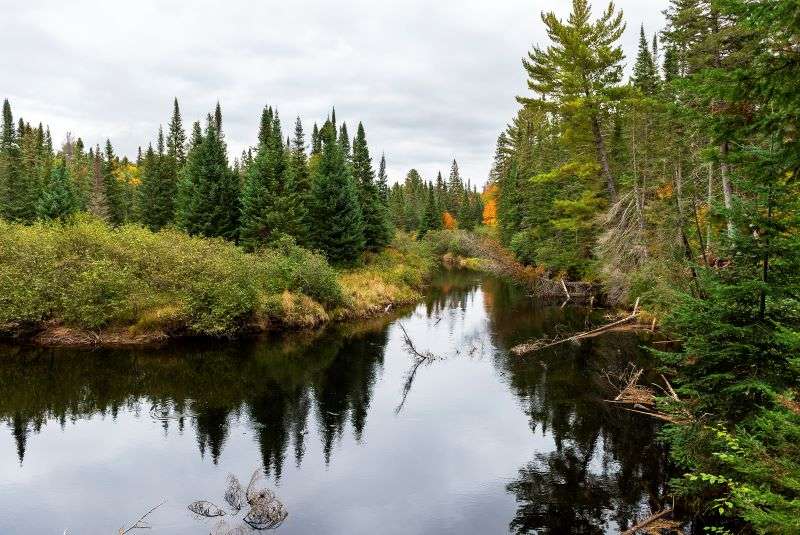 A river is still through a green forest beside Whiskey Rapids Trail in Algonquin Park