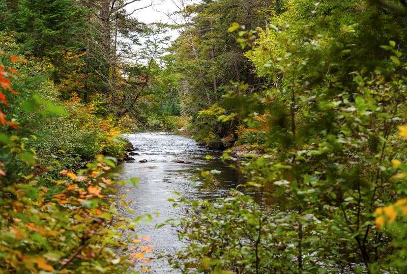 A river gently flows through a green forest beside Whiskey Rapids Trail in Algonquin Park