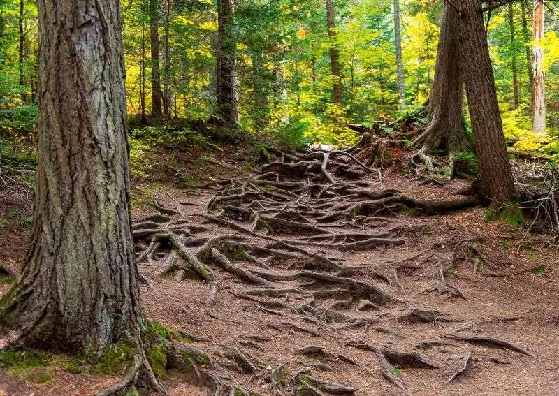 A pathway covered in tree roots at a slight elevation on Whiskey Rapids Trail, Algonquin Park