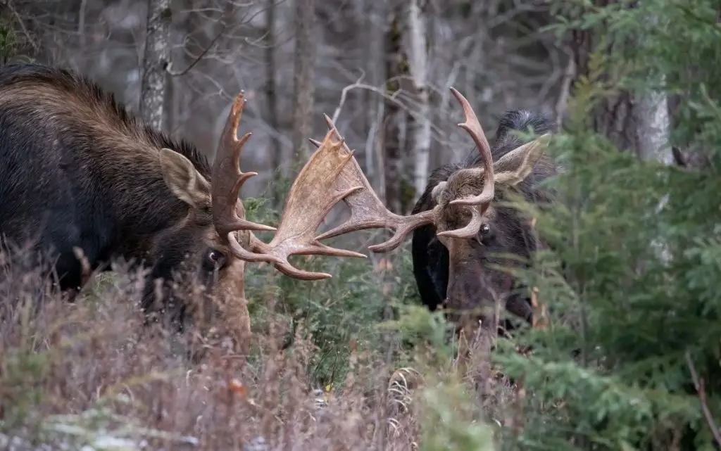 a pair of moose with antlers in the woods