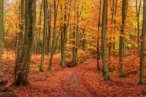 Golden forest in autumn. Nature in Poland during fall.